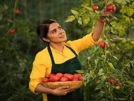 Fresh Tomatoes