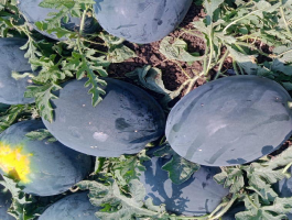 Fresh Watermelons